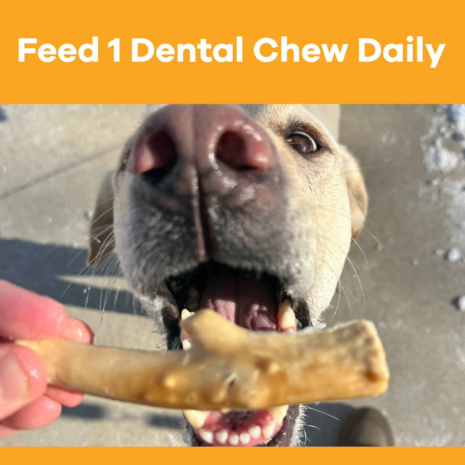 99212_PP_Chompables-Antler-Shaped-Chews_Carousel_04
